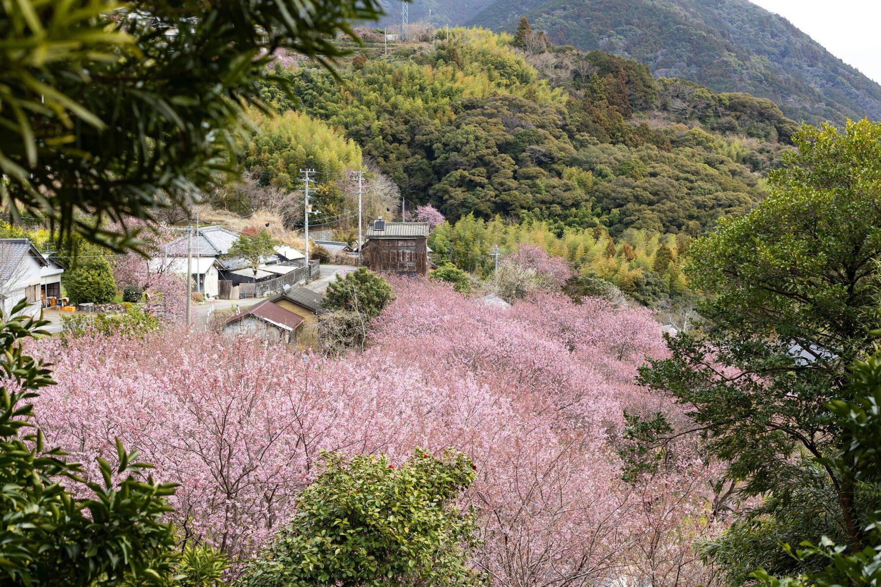 桑田山 雪割桜