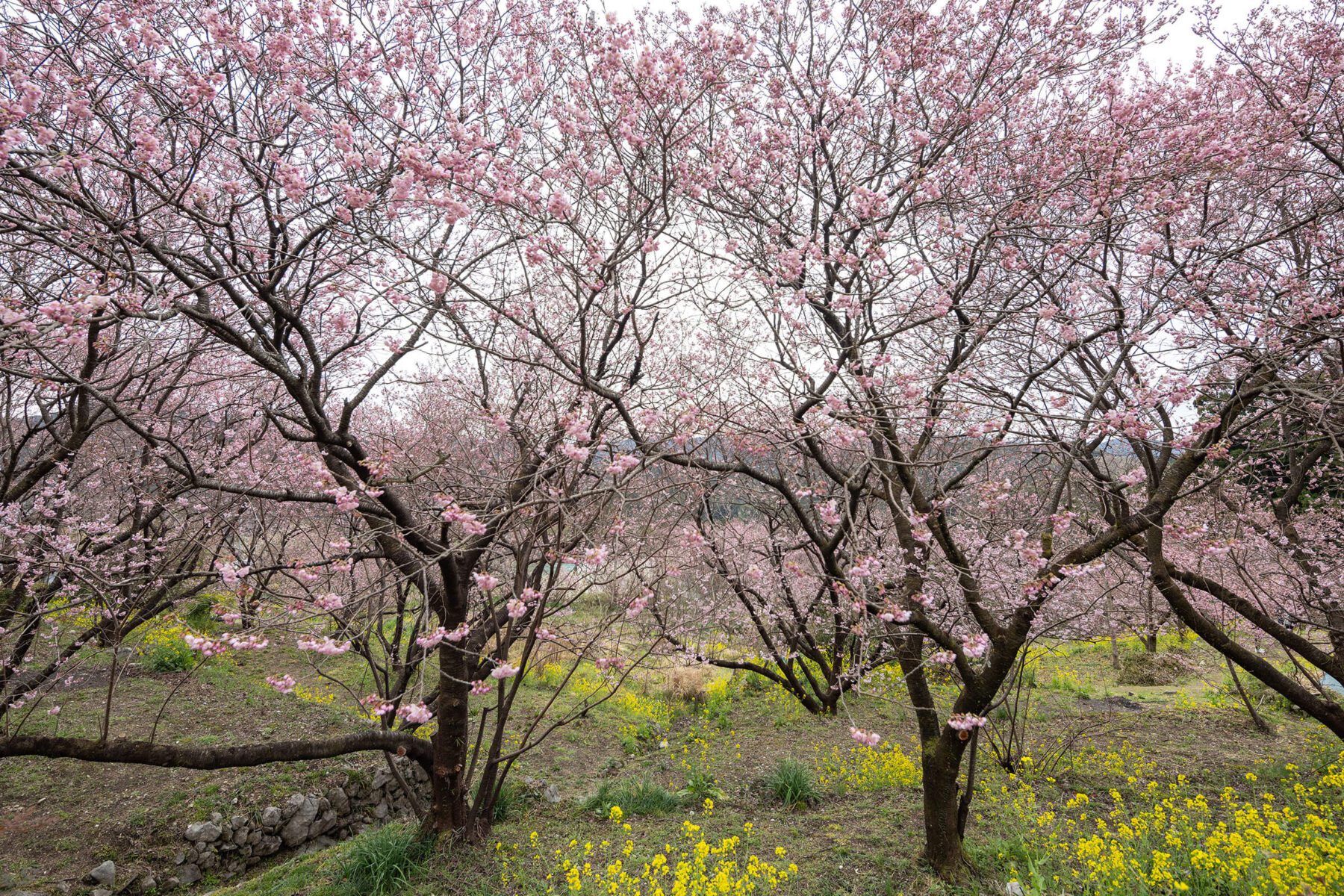 桑田山 雪割桜