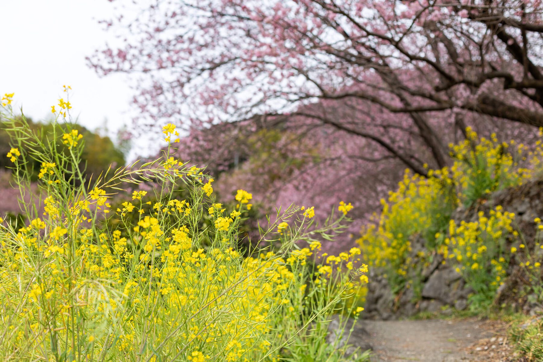 桑田山 雪割桜
